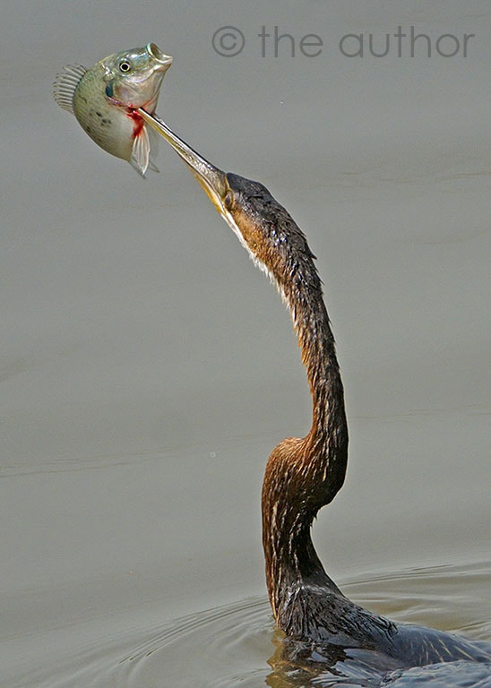 African Darter With Catch_BR_IC5