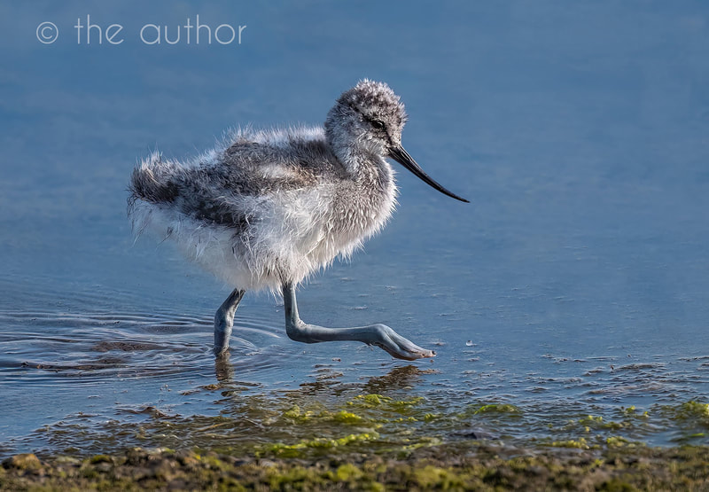 Avocet Chick Wading Through The Shallows_GB_IC4
