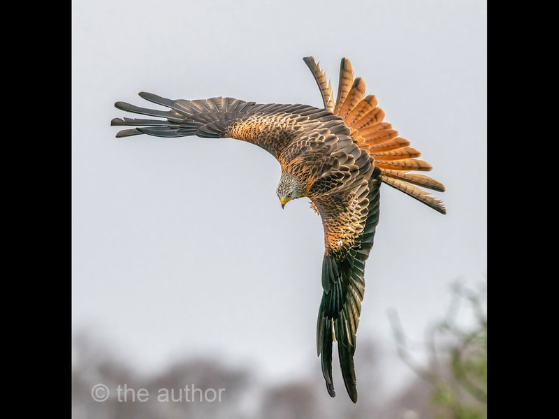 Red Kite On The Hunt_CF_DP