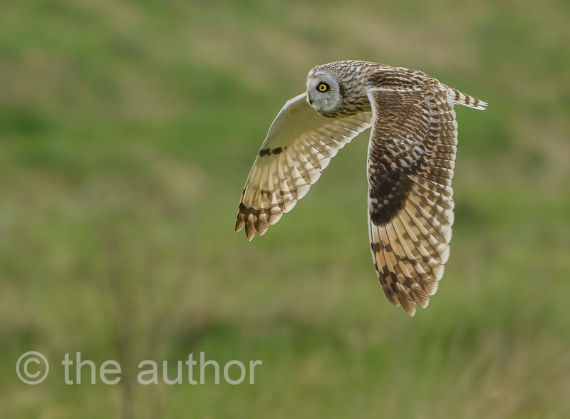 Short Eared Owl Hunting In North Lancashire_GB_IC5